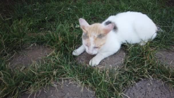 绿草地上的白猫 — 图库视频影像