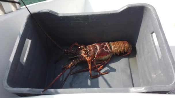 船上新鲜捕获的龙虾 船上新鲜捕获的龙虾 — 图库视频影像