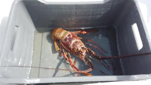 Captures Fraîches Homards Sur Navire Captures Fraîches Homards Sur Navire — Video