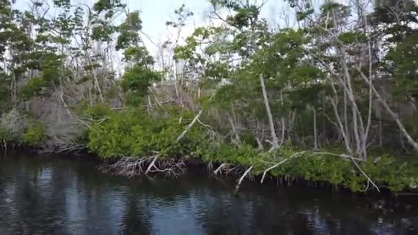 船漂浮在古巴卡约布兰科岛的红树林中 — 图库视频影像