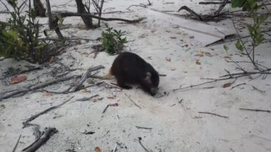 Cayo Largo, Küba'da büyük sıçan Desmarest's hutia (Capromys pilorides) Küba Manzara. Sahilde Küba hutbesi