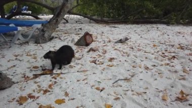 Cayo Largo, Küba'da büyük sıçan Desmarest's hutia (Capromys pilorides) Küba Manzara. Sahilde Küba hutbesi