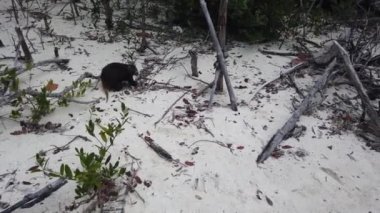 Cayo Largo, Küba'da büyük sıçan Desmarest's hutia (Capromys pilorides) Küba Manzara. Sahilde Küba hutbesi
