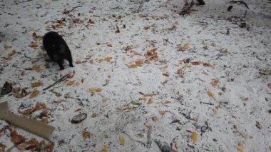 Cayo Largo, Küba'da büyük sıçan Desmarest's hutia (Capromys pilorides) Küba Manzara. Sahilde Küba hutbesi