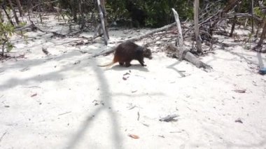 Cayo Largo, Küba'da büyük sıçan Desmarest's hutia (Capromys pilorides) Küba Manzara. Sahilde Küba hutbesi