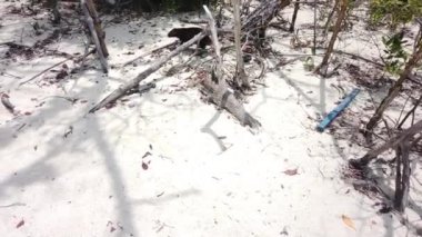 Cayo Largo, Küba'da büyük sıçan Desmarest's hutia (Capromys pilorides) Küba Manzara. Sahilde Küba hutbesi