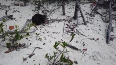 Cayo Largo, Küba'da büyük sıçan Desmarest's hutia (Capromys pilorides) Küba Manzara. Sahilde Küba hutbesi