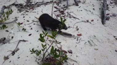 Cayo Largo, Küba'da büyük sıçan Desmarest's hutia (Capromys pilorides) Küba Manzara. Sahilde Küba hutbesi