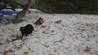 Cayo Largo, Küba'da büyük sıçan Desmarest's hutia (Capromys pilorides) Küba Manzara. Sahilde Küba hutbesi