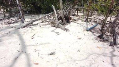 Cayo Largo, Küba'da büyük sıçan Desmarest's hutia (Capromys pilorides) Küba Manzara. Sahilde Küba hutbesi
