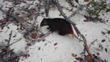 Cayo Largo, Küba'da büyük sıçan Desmarest's hutia (Capromys pilorides) Küba Manzara. Sahilde Küba hutbesi