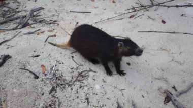 Cayo Largo, Küba'da büyük sıçan Desmarest's hutia (Capromys pilorides) Küba Manzara. Sahilde Küba hutbesi