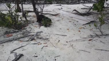 Cayo Largo, Küba'da büyük sıçan Desmarest's hutia (Capromys pilorides) Küba Manzara. Sahilde Küba hutbesi