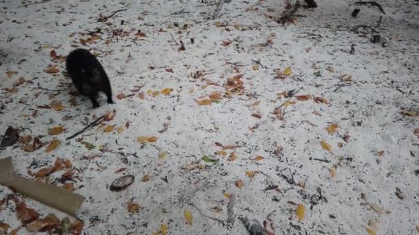 Big Rat Desmarest Hutia Capromys Pilorides Cuban Landscape Cayo Largo — стоковое видео