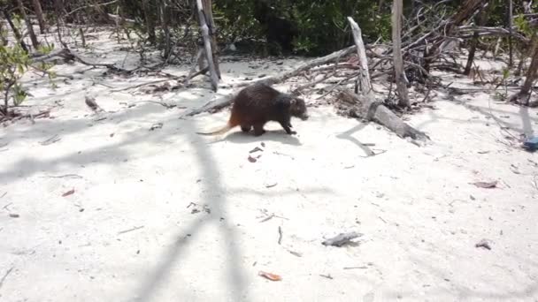 Big Rat Desmarest Hutia Capromys Pilorides Cuban Landscape Cayo Largo — Stock Video