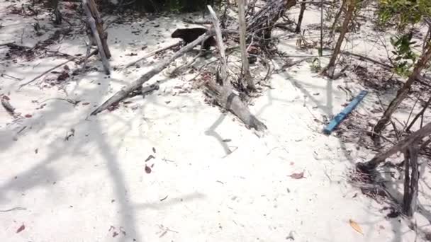 大老鼠德斯马雷斯特的胡提亚 卡普罗米斯皮洛里德 古巴景观在卡约拉戈 海滩上的古巴胡提亚 — 图库视频影像