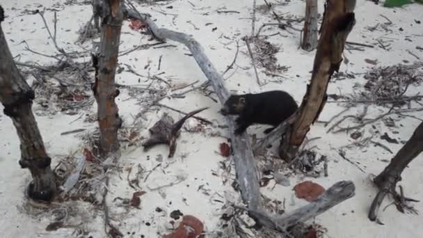 Big Rat Desmarest Hutia Capromys Pilorides Paisaje Cubano Cayo Largo — Vídeos de Stock