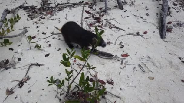 Big Rat Desmarest Hutia Capromys Pilorides Paisaje Cubano Cayo Largo — Vídeos de Stock