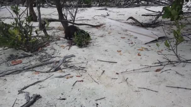 Cayo Largo Küba Büyük Sıçan Desmarest Hutia Capromys Pilorides Küba — Stok video