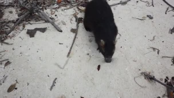 Rato Grande Hutia Desmarest Capromys Pilorides Paisagem Cubana Cayo Largo — Vídeo de Stock