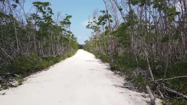 Ormanın Içinden Geçen Beyaz Kum Yolu — Stok video