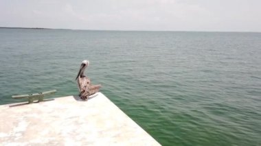 Pasifik Okyanusu arka plan Clearwater plajda su kuş pelikan yakın çekim. Pelikangiller Pelecanidae familyasından büyük su kuşları cinsine biçilir..
