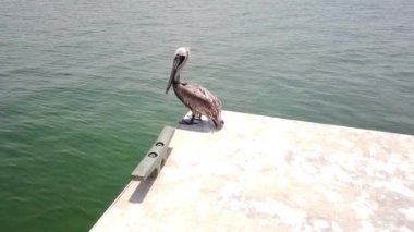 Pasifik Okyanusu arka plan Clearwater plajda su kuş pelikan yakın çekim. Pelikangiller Pelecanidae familyasından büyük su kuşları cinsine biçilir..