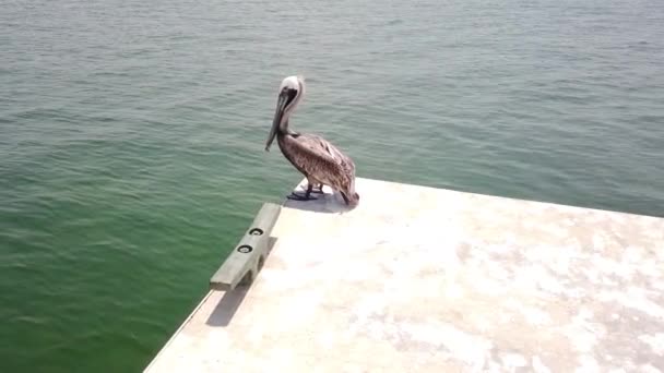 Close Pássaro Aquático Pelicano Fundo Oceano Pacífico Praia Clearwater Pelicans — Vídeo de Stock