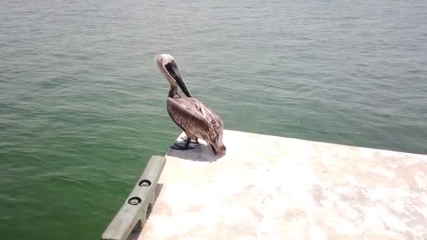 Nahaufnahme Von Wasservogel Pelikan Auf Pazifik Hintergrund Clear Water Beach — Stockvideo