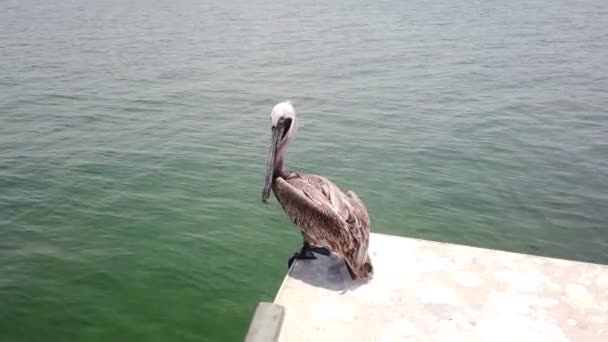 Close Pássaro Aquático Pelicano Fundo Oceano Pacífico Praia Clearwater Pelicans — Vídeo de Stock