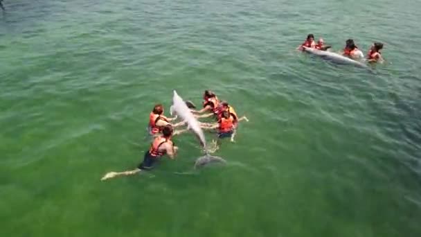 Варадеро Matanzas Куба Квітень 2019 Зворушлива Людина Ласки Смішні Дельфін — стокове відео