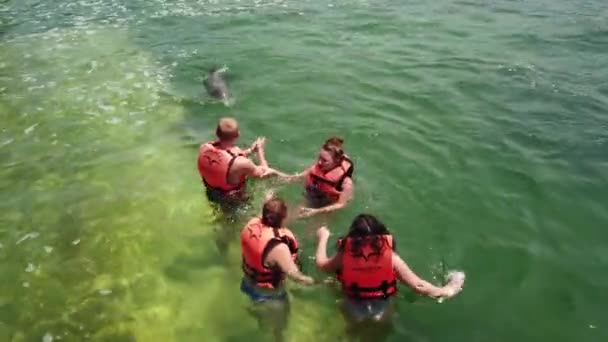 バラデロ マタンザス キューバ 2019年4月 イルカ水族館で水色の水で泳ぐ人間の触れ合いとペッティング面白いイルカ — ストック動画
