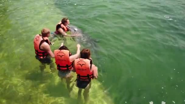 瓦拉德罗 马坦萨斯 2019年4月 人类触摸和抚摸有趣的海豚在浅蓝色海水中游泳在海豚馆 — 图库视频影像