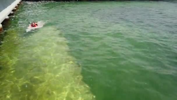 Varadero Matanzas Cuba Abril 2019 Tocar Humano Acariciar Golfinhos Engraçados — Vídeo de Stock