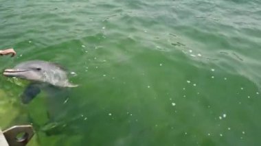 Varadero, Matanzas, Küba, Nisan 2019: Dolphinarium'da açık mavi suda yüzen insan dokunmave okşama komik yunus.