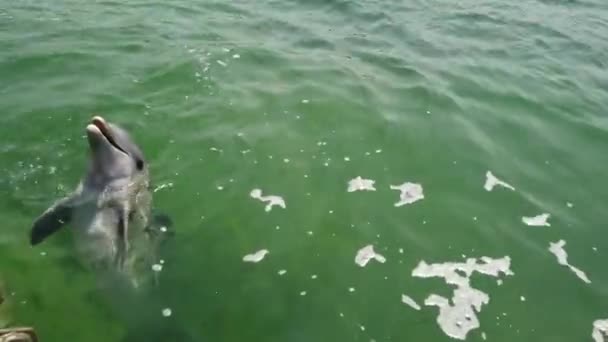 Varadero Matanzas Cuba Abril 2019 Delfín Humano Tocando Acariciando Divertido — Vídeo de stock