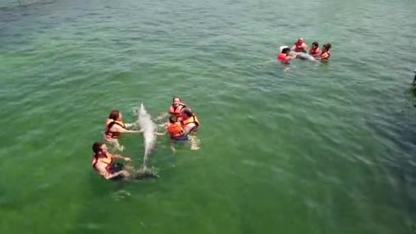 Varadero Matanzas Cuba April 2019 Human Touching Petting Funny Dolphin — Stock Video