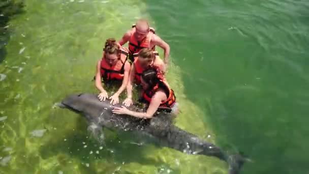 Varadero Matanzas Cuba Abril 2019 Delfín Humano Tocando Acariciando Divertido — Vídeos de Stock