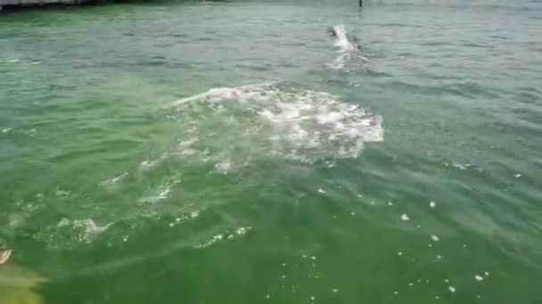 バラデロ マタンザス キューバ 2019年4月 イルカ水族館で水色の水で泳ぐ人間の触れ合いとペッティング面白いイルカ — ストック動画