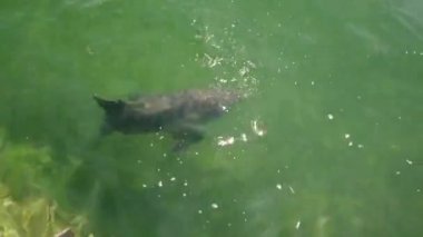 Varadero, Matanzas, Küba, Nisan 2019: Dolphinarium'da açık mavi suda yüzen insan dokunmave okşama komik yunus.