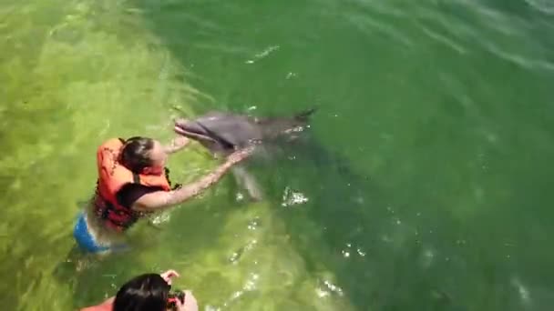 Varadero Matanzas Cuba Abril 2019 Tocar Humano Acariciar Golfinhos Engraçados — Vídeo de Stock