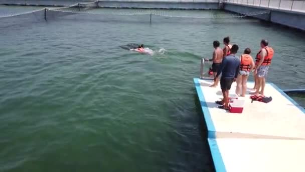 Varadero Matanzas Cuba April 2019 Human Touching Petting Funny Dolphin — Stock Video