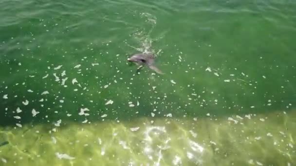 Golfinho Nadou Olhou Para Pessoas Filmar Close Dos Golfinhos Golfinho — Vídeo de Stock