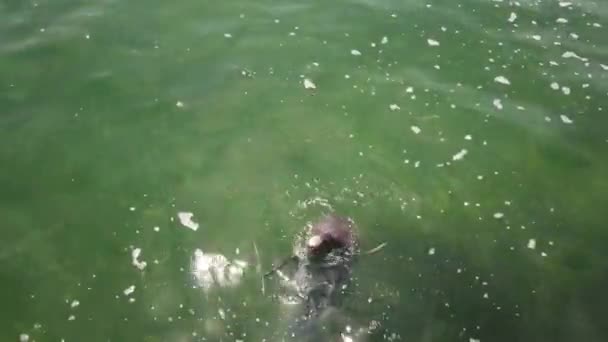 イルカが泳いでおり 人を見つめなさい イルカのクローズアップを撮影 人の隣の海のイルカ — ストック動画