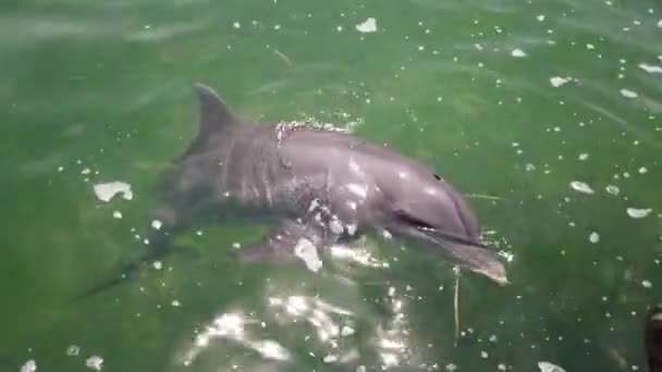 Delfin Simmat Upp Och Tittar Folk Skytte Delfin Närbild Delfin — Stockvideo