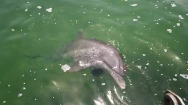 Delfin Swam Się Patrzy Ludzi Strzelanie Delfin Zbliżenie Delfin Oceanie — Wideo stockowe