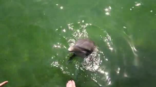 Golfinho Nadou Olhou Para Pessoas Filmar Close Dos Golfinhos Golfinho — Vídeo de Stock