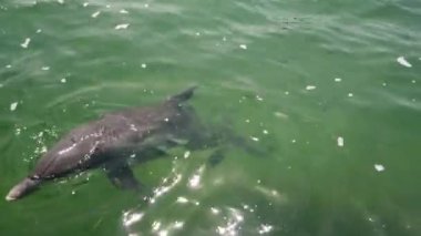 Bir Yunus yüzdü ve insanlara baktı. Bir Yunus'u yakın çekim. Okyanusta insanların yanında yunus.