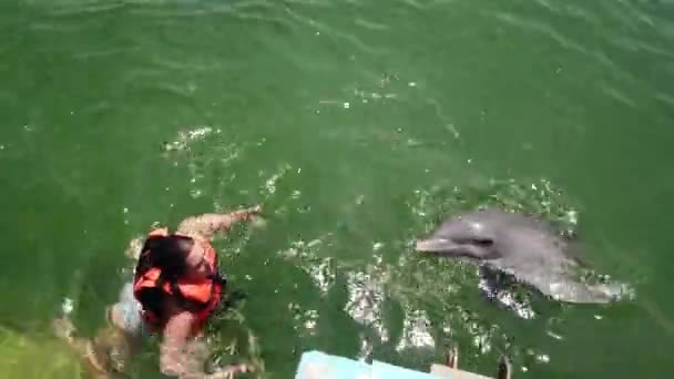 Menina Nada Com Dolphin Menina Nadando Com Golfinho — Vídeo de Stock