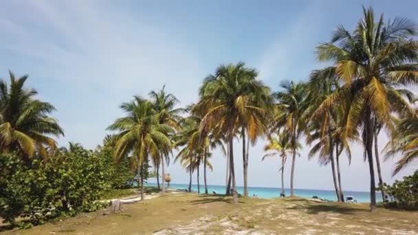 Varadero Palmenstrand Ozean Kuba Varadero Kubas Sonnige Strandpalmen Tropische Reiseszene — Stockvideo